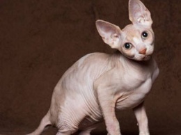 Из-за генетической мутации кот стал мускулистым, как бодибилдер