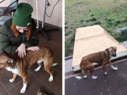 Семьи из Днепра приютили двух животных с инвалидностью из Никополя