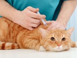 Срочно требуются прививки: в Никополе зафиксировали первый случай "кошачьей чумки" в приюте для животных