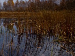 В Чернобыле показали "водные развлечения" забавного хищника