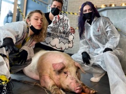 В киевский тату-салон привели свинью, чтобы сделать ей огромное тату