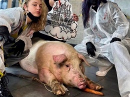 Салон в Киеве попал в скандал из-за попытки сделать тату на свинье