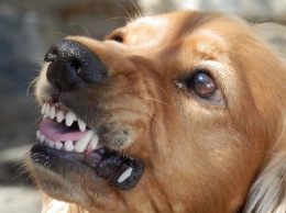 За год в Крыму отловили 100 агрессивных собак