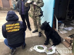 Полицейский пес Кейси нашел у мариупольцев наркотики, - ФОТО