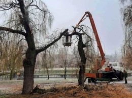 В Киеве намерзший лед повредил 760 деревьев