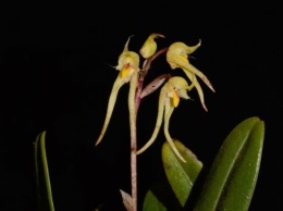 В Китае открыли новый вид редких орхидей (фото)