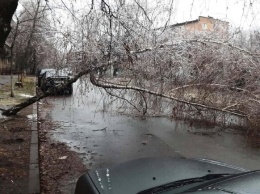 Ледяные дожди повредили в Киеве сотни деревьев