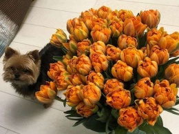 В Киеве собака умерла после груминга в салоне на Позняках: подробности скандала