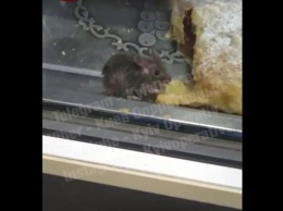 В Киеве в витрине с выпечкой заметили мышь