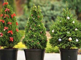 На Новый год херсонцам предложат елки в горшках и наборы веточек