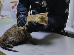 Стало известно, что с кошкой, которую спасли патрульные в Днепре