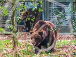 Запорожских медведей выпустили из карантинных вольеров в Нидерландах
