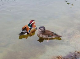 Гости из Поднебесной: в Днепре на озере заметили необычных птиц