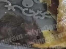 В Киеве мышь лакомилась штруделем на витрине киоска (видео)