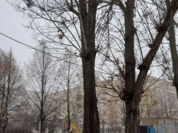 На Борщаговке из-за упавшей с дерева ветки пострадала женщина