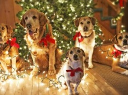 Соревнования, лакомства и подарки: в Днепре пройдет новогодняя вечеринка для собак и их хозяев