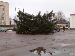 В Житомирской области упала новогодняя елка