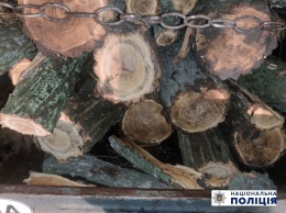 В Запорожской области незаконно вырубили акации