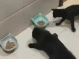 «Котийский дрифт»: забег котов за едой рассмешил зрителей