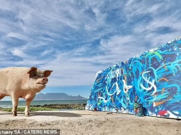 Свинья-художник Pigcasso продала абстрактную картину за рекордные 20 тыс. фунтов стерлингов (ФОТО, ВИДЕО)