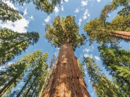 Загадка секвойи раскрыта - ученые расшифровали геном самого высокого дерева