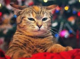 Как спасти елку от кота, а кота от елки: лайфхаки новогоднего декора (ВИДЕО)