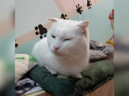 В Никополе белоснежная кошка ищет новы дом