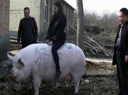 В США полиция разыскивает 100-килограммовую свинью