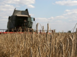 В этом году собран рекордный за историю Украины урожай