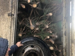 Одесские патрульные остановили грузовик с нелегальными елками