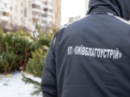 В Киеве коммунальщики демонтировали уже 9 незаконных точек по продаже новогодних елок (фото)
