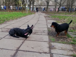 Оставшаяся без ног собака обрела семью и переехала жить в Одессу