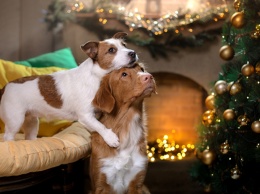 Как во время новогодних праздников не попасть к ветеринару со своим домашним питомцем