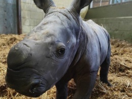 В Англии появился на свет детеныш южного белого носорога (фото)