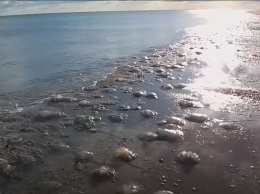 Побережье возле Одессы захватили огромные медузы (ВИДЕО)