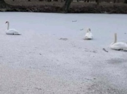 В запорожском парке к озеру примерзли лебеди