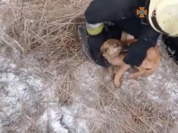 В Слобожнаском щенок упал в заброшенный колодец: видео спасения