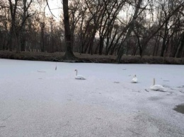 В "Дубовой роще" Запорожья лебеди примерзли ко льду в озере