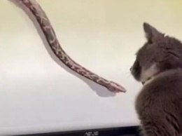 Капризная кошка прервала работу хозяйки, чтобы посмотреть на «змейку»
