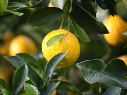 Какие болезни "побеждает" лимон
