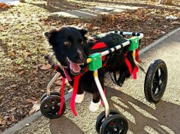 Оставшейся без лап из-за живодеров собаке изготовили коляску