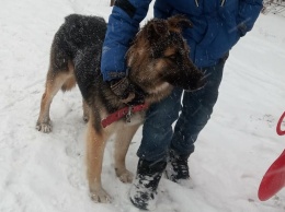 Живодеру, который в Запорожье зарезал собаку на глазах у детей, грозит до пяти лет тюрьмы