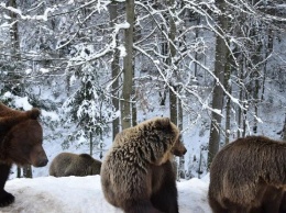 Медведи в Карпатах играют в снегу - невероятные фото