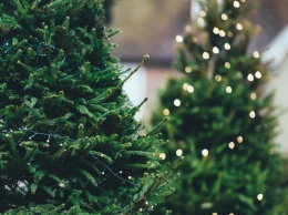 Где в Киеве сдать новогоднюю елку после праздников: список всех пунктов приема