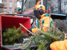 В Киеве будут работать пункты утилизации новогодних елок (список адресов)