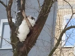 В Никополе спасли кота, который трое суток просидел на дереве