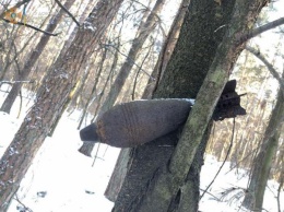 Минометная мина «выросла» на дереве в лесу вблизи галицкого села (ФОТО)