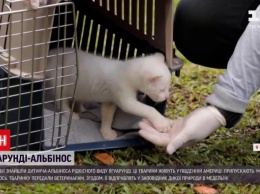 В Колумбии спасли детеныша-альбиноса редчайшей кошки ягуарунди (ФОТО, ВИДЕО)