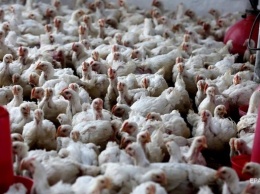 В Японии уничтожат 130 тысяч кур из-за птичьего гриппа