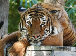 В зоопарке США убили напавшего на человека редкого тигра